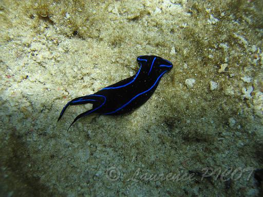 Chelidonura varians.JPG - Philippines îles Calamian